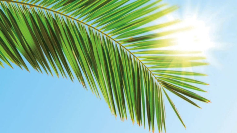 Domenica delle Palme – Anno C – 14 aprile 2019 Domenica delle Palme – Anno C – 14 aprile 2019